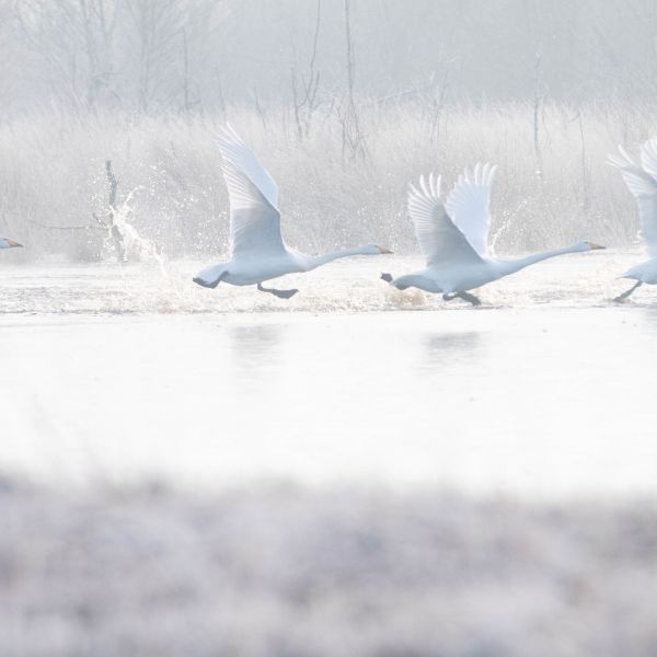 Image - Schwne Moor 3