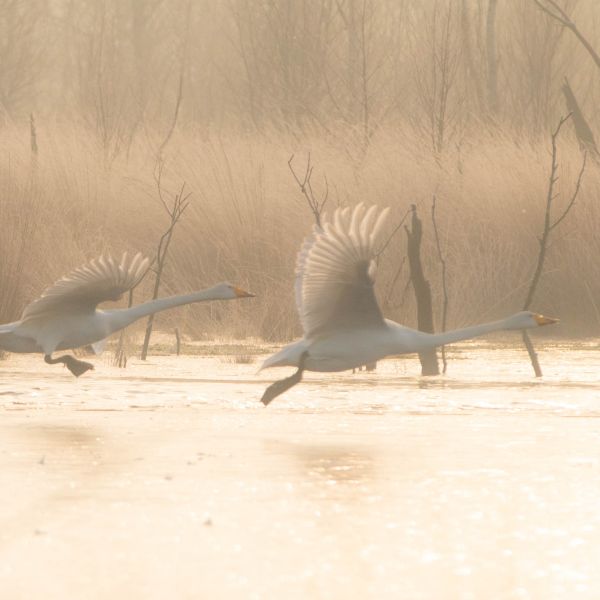 Image - Schwne Moor 2